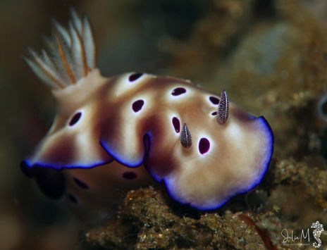 Hypselodoris tryoni 