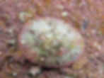 Patelle