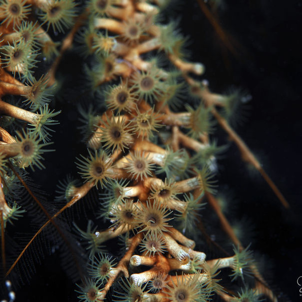 Hydrozoanthus tunicans