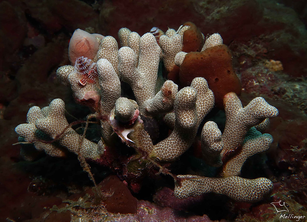 Corail étoilé bosselé