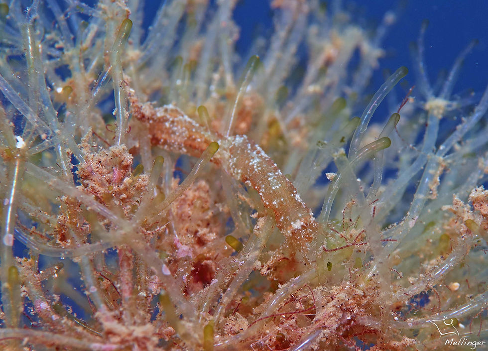 Holothurie des herbiers