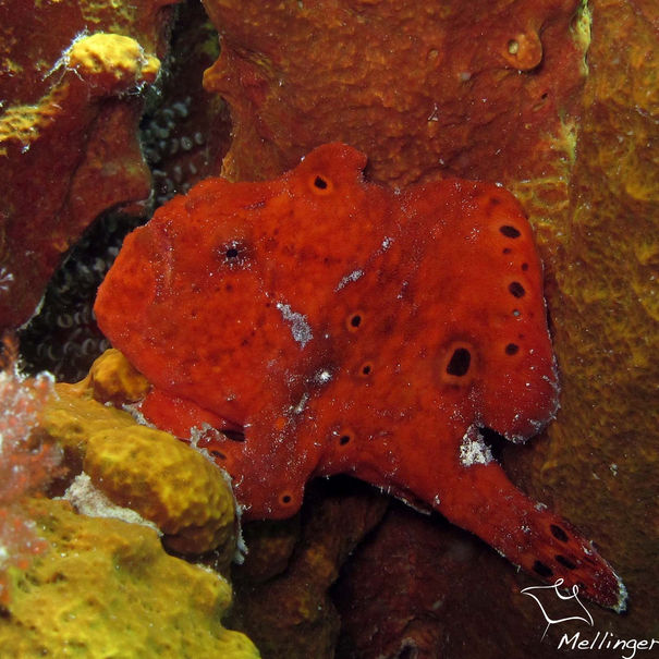 Antennaire longue-ligne Antennarius multiocellatus