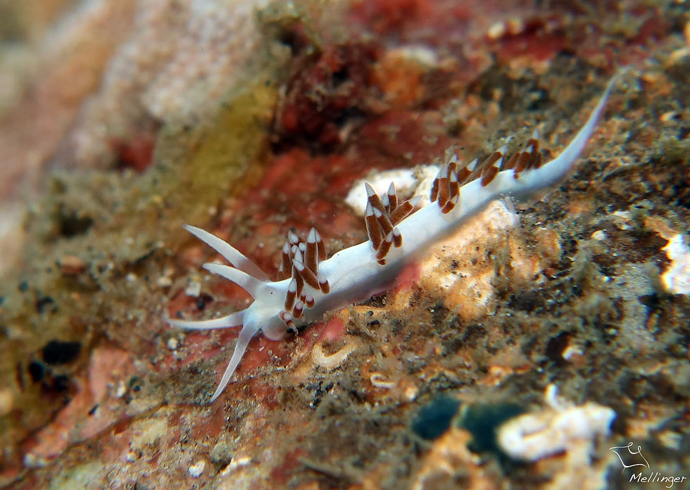 Flabellina dushia