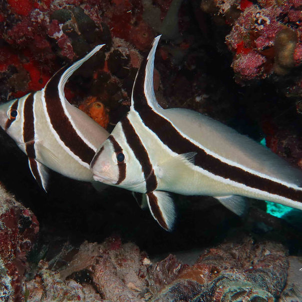 Chevalier lancier Equetus lanceolatus