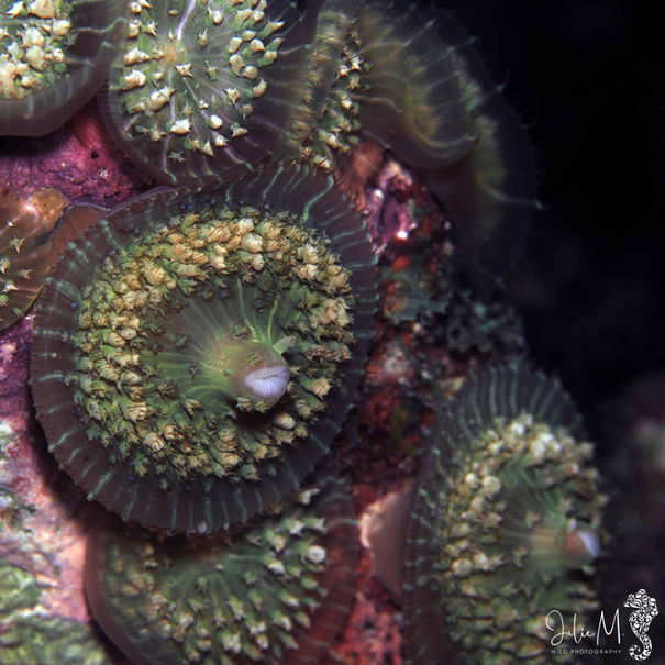Rhodactis osculifera 