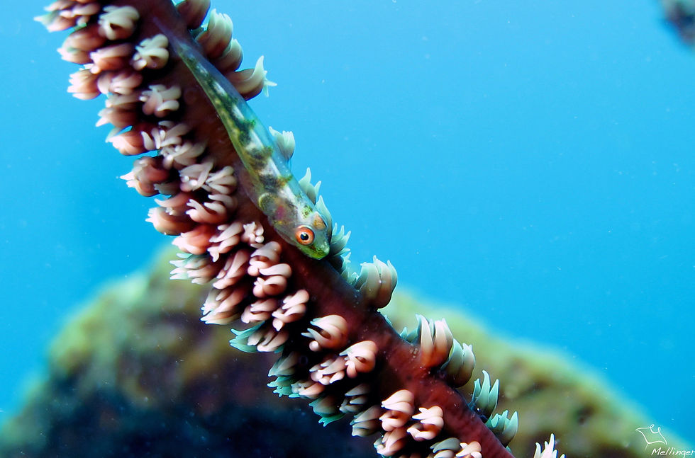 Gobie nain des anthipathaires