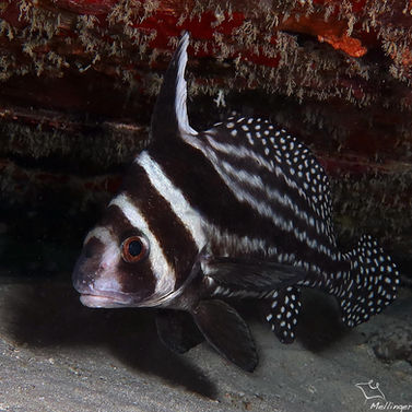 Chevalier ponctué Equetus punctatus