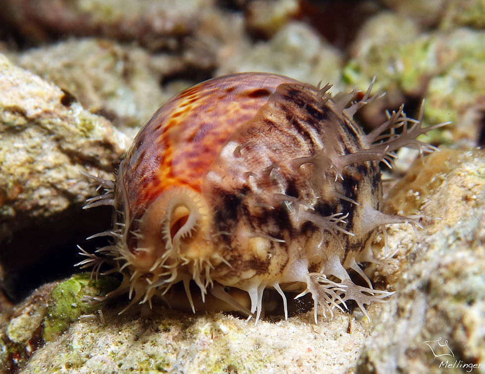 Porcelaine plate brune et beige