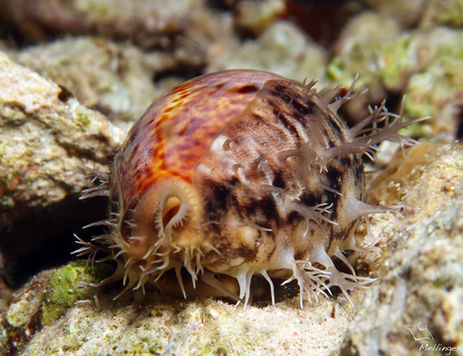 Porcelaine plate brune et beige Erronea caurica