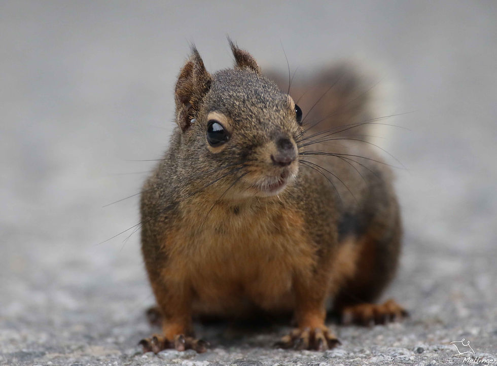 Ecureuil de Douglas - Tamiasciurus douglasii