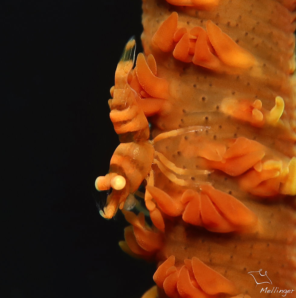 Crevette des antipathaires