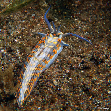 Cerberille à franges dorées Cerberilla potiguara