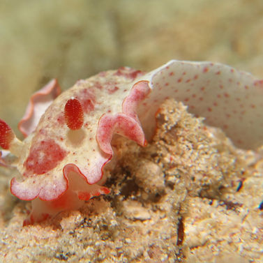 Danseuse caraïbe Hexabranchus morsomus