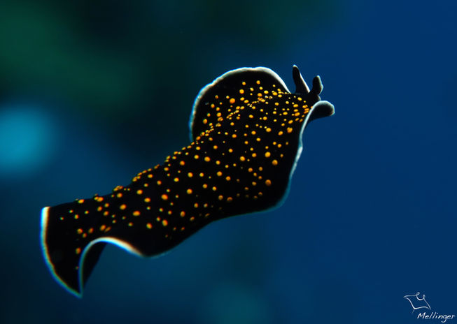 Vers plat splendide Pseudobiceros splendidus IMG_7368ptag.jpg