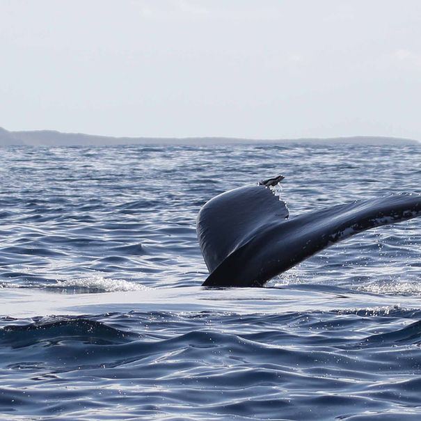 Baleine à bosse Megaptera novaeangliae