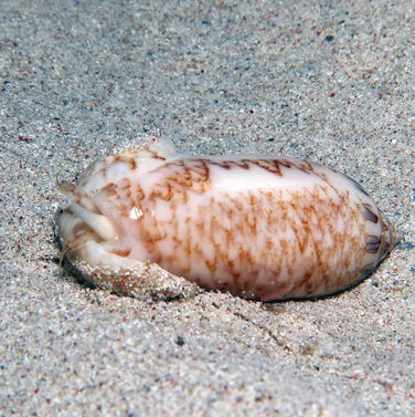 Olive réticulée Americoliva reticularis