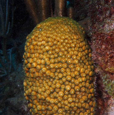 Montastraea  cavernosa 