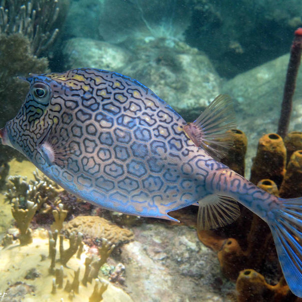 Coffre nid d'abeille Acanthostracion polygonia