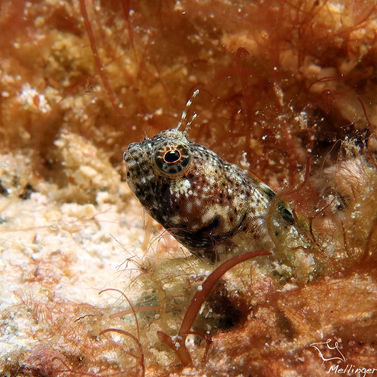 Blennie voilier Emblemaria pandionis