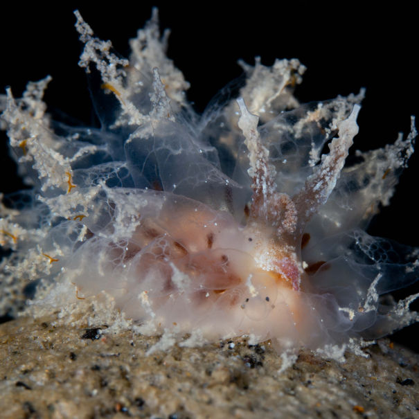 Janolus comis