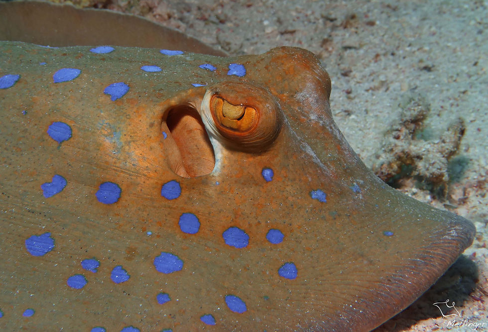 Pastenague à points bleus