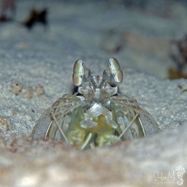 Lysiosquilla scabricauda