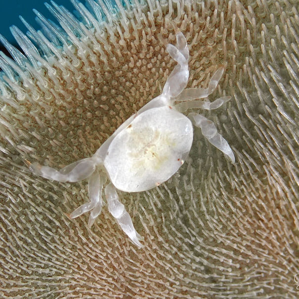 Crabe primitif Dissodactylus primitivus