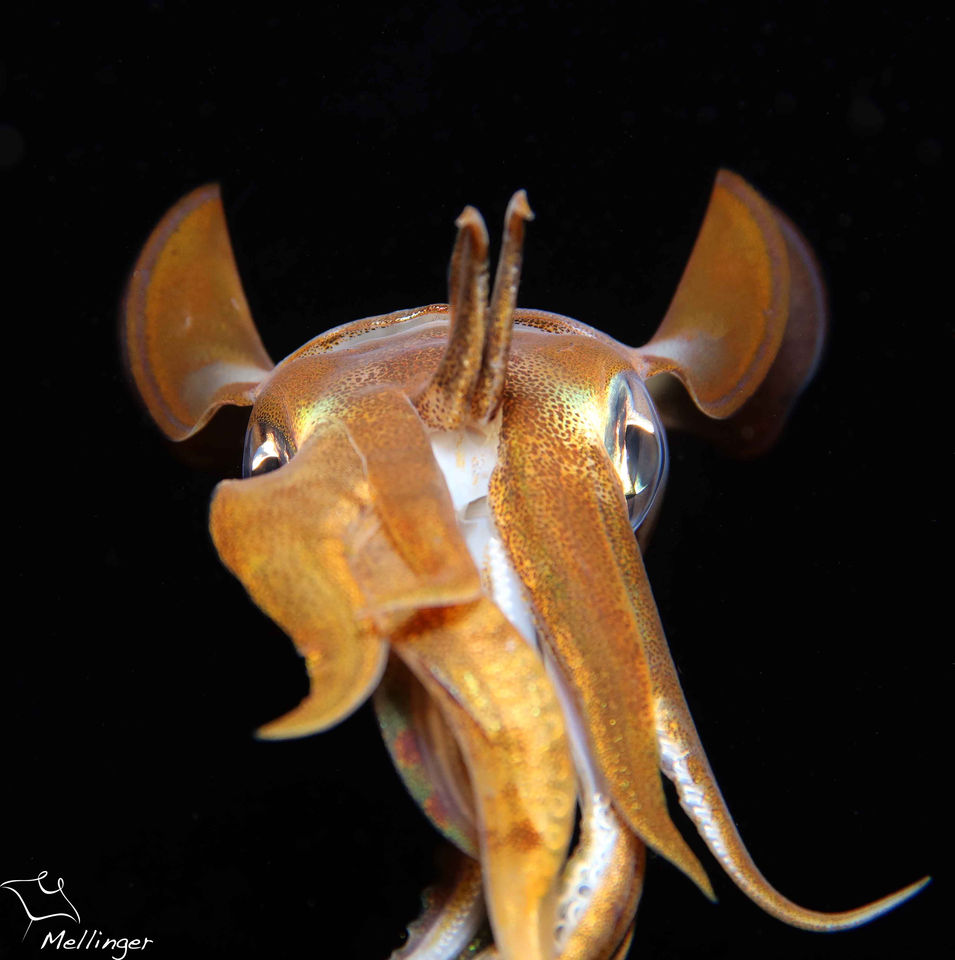 Calamar récifal des caraïbes Sepioteuthis sepioidea 