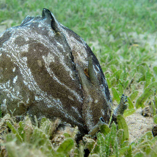 Syphonota geographica