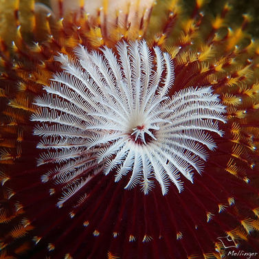 Ver sapin de noël Spirobranchus giganteus