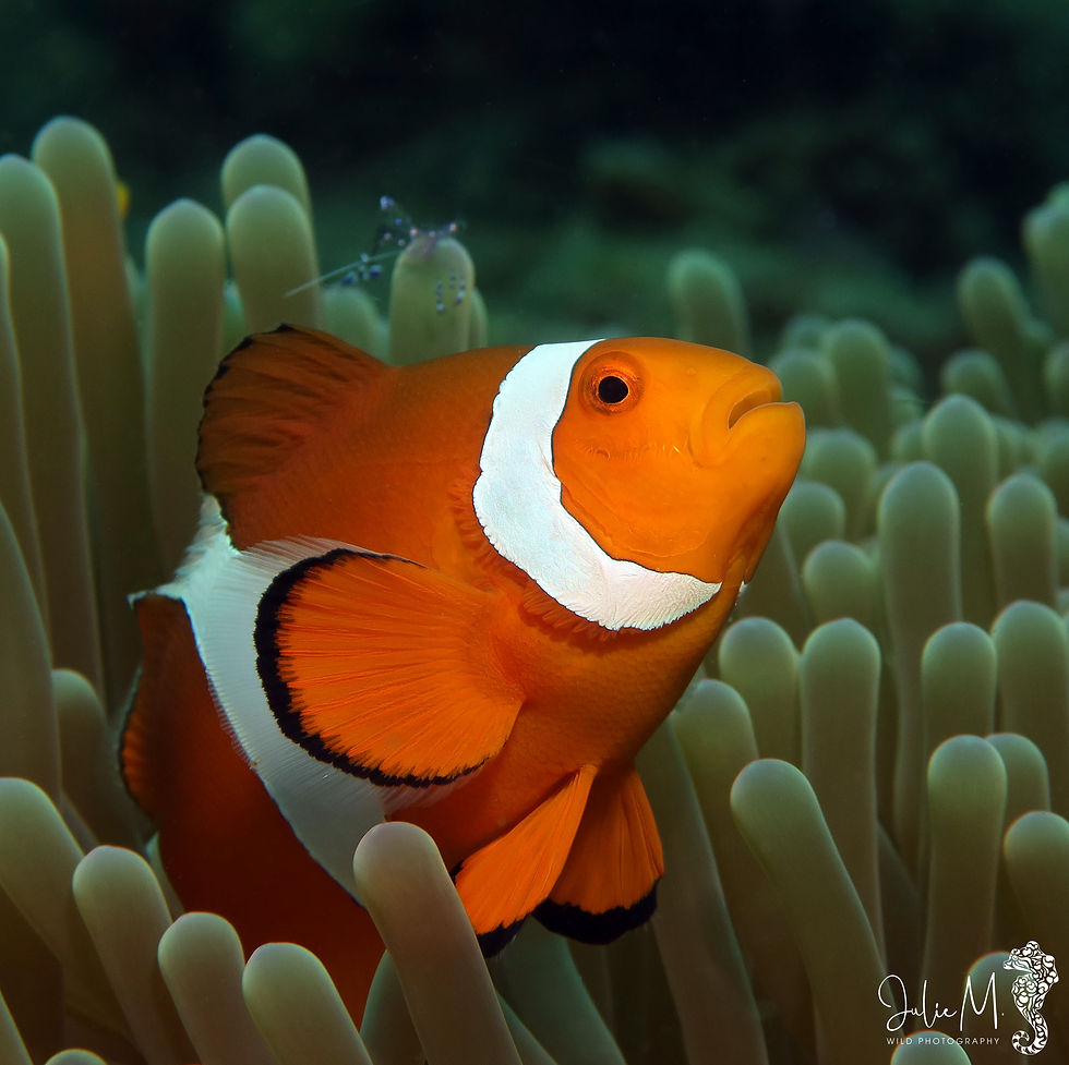 Poisson clown à trois bandes