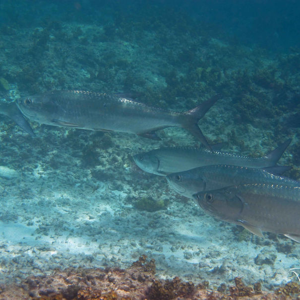 Tarpon Megalops atlanticus