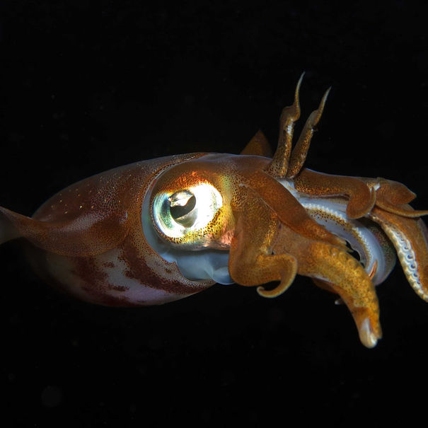 Calamar récifal des caraïbes Sepioteuthis sepioidea 