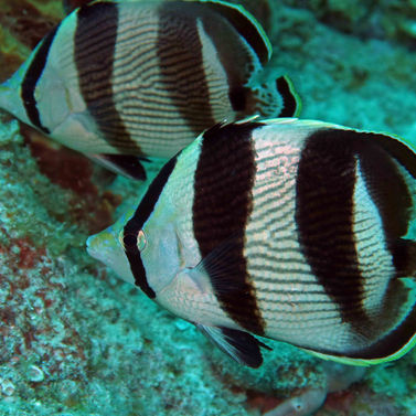Papillon à bandes Chaetodon striatus
