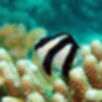 Demoiselle à trois bandes