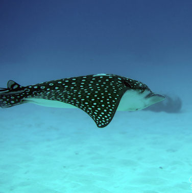 Raie léopard Aetobatus narinari