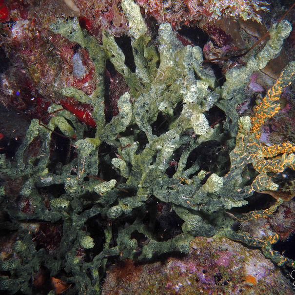 Eponge corde verte Iotrochota birotulata