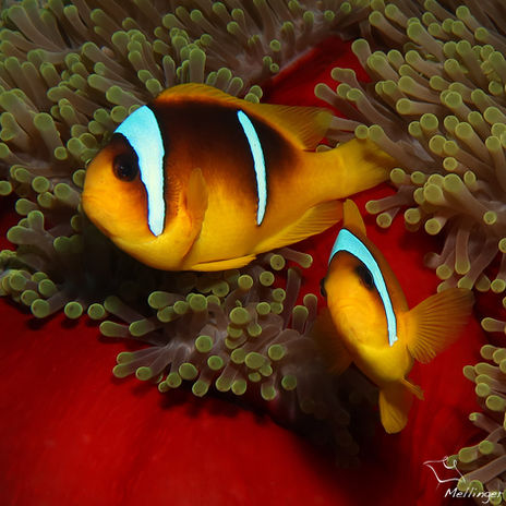 Clown à deux bandes Amphiprion bicinctus IMG_7446ptag.jpg