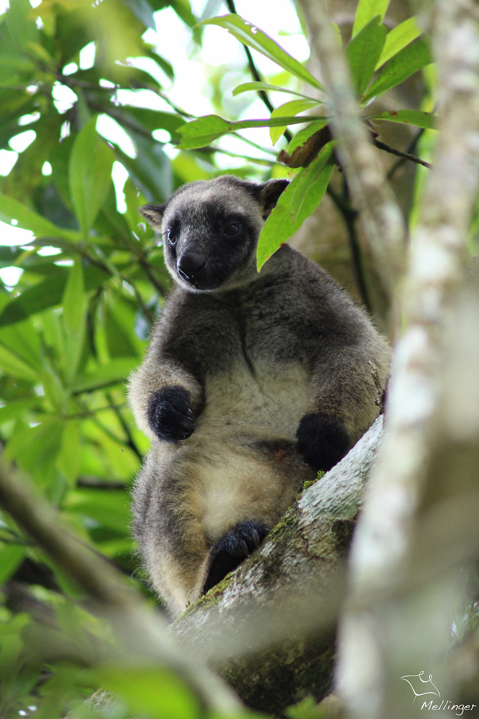 Bennet's tree kangaroo - Dendrolagus bennettianus
