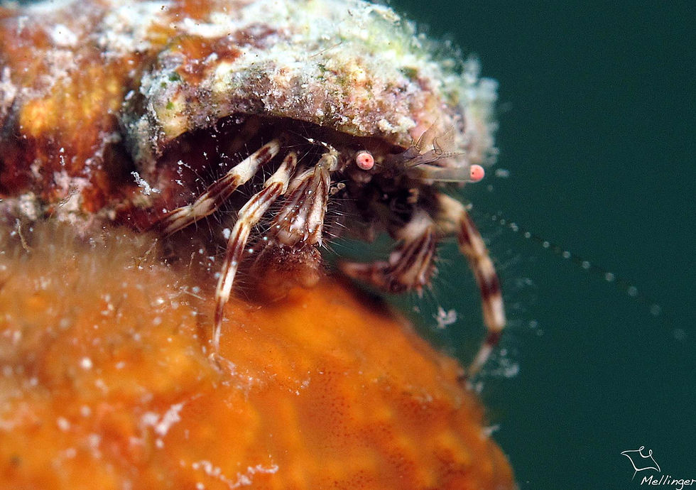 Bernard-l'ermite à bandes marron