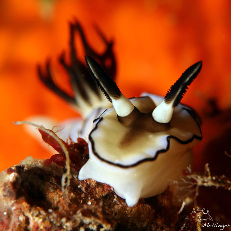 Doris à marge foncé Doriprismatica atromarginata