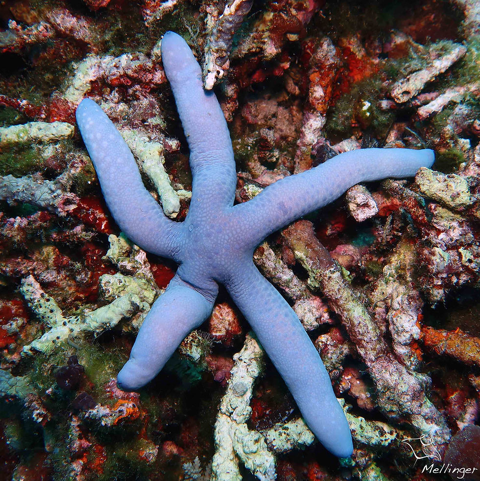 Linckia bleue