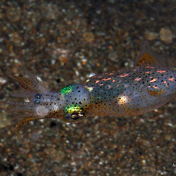 Calamar des herbiers Pickfordiateuthis pulchella 