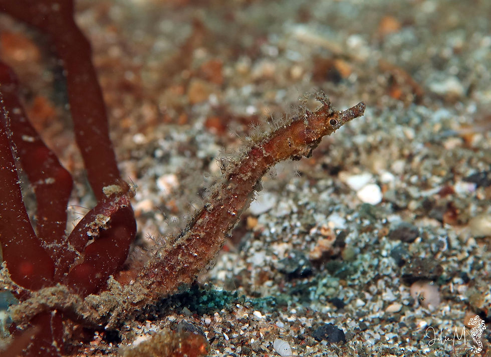 Pseudo-hippocampe à petite poche
