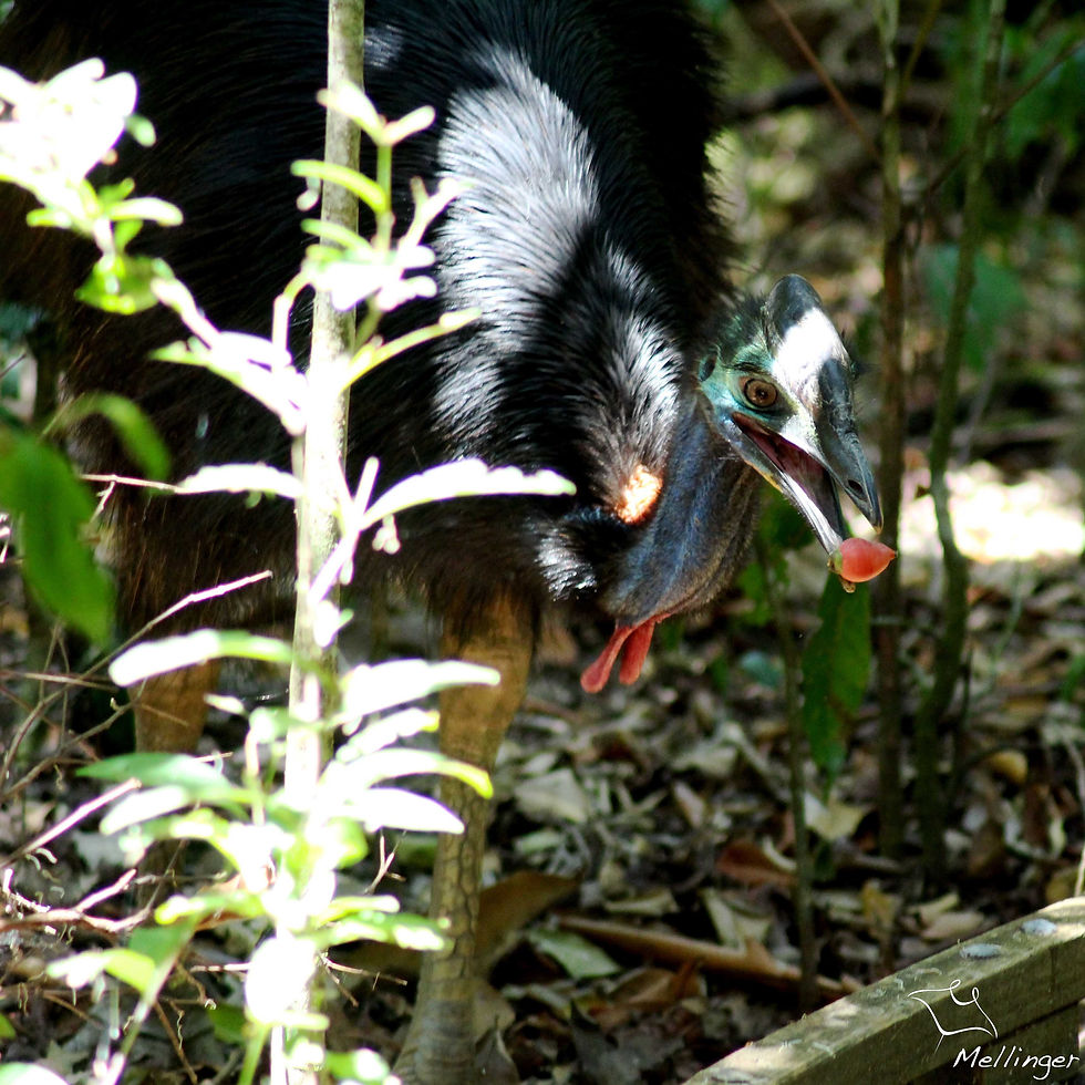 Southern cassowary - Casuarius casuarius