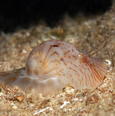 Grande natice colorée Naticarius canrena