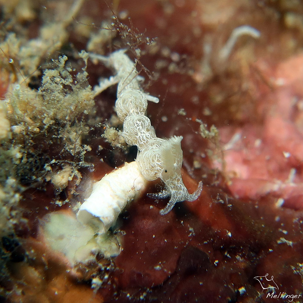 Noumeaella kristenseni