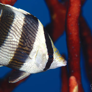 Papillon à bandes Chaetodon striatus