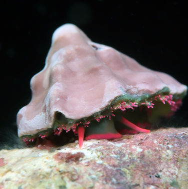 Fissurelle à huit côtes Hemitoma octoradiata