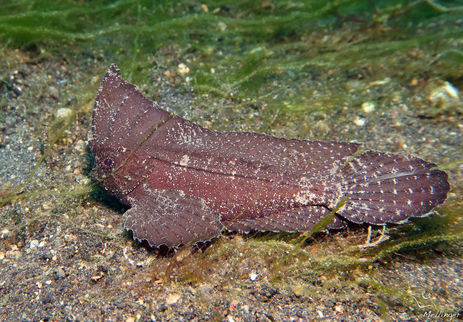 Poisson feuille épineux Ablabys macracanthus